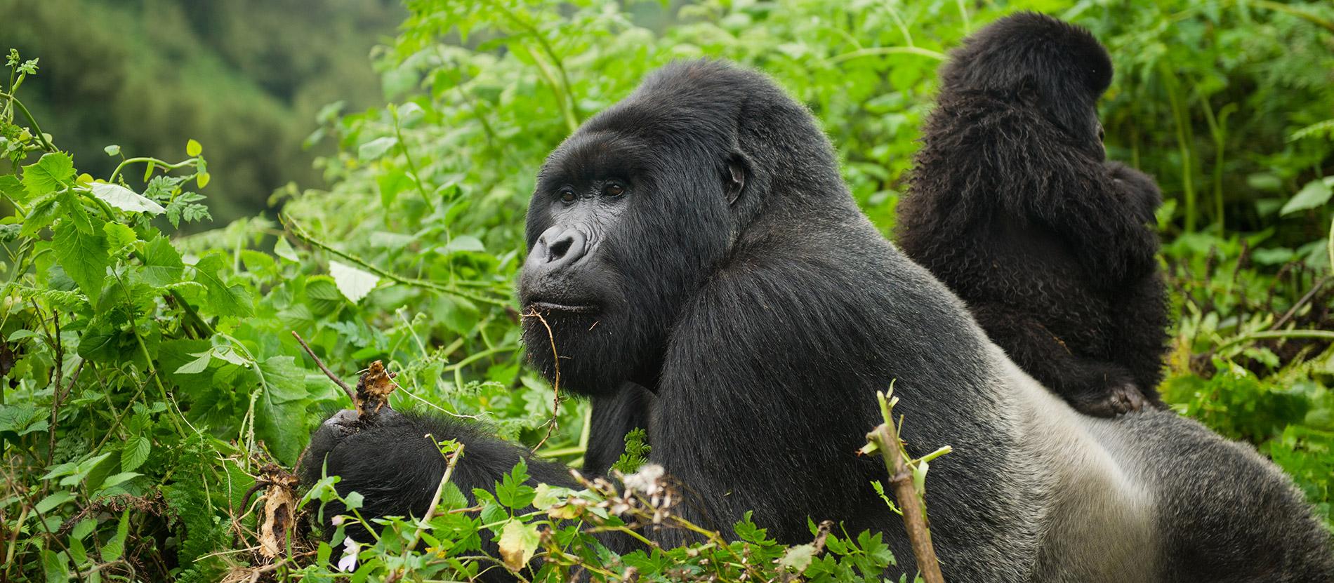 You are currently viewing Rwanda Gorilla trekking in Volcanoes National Park