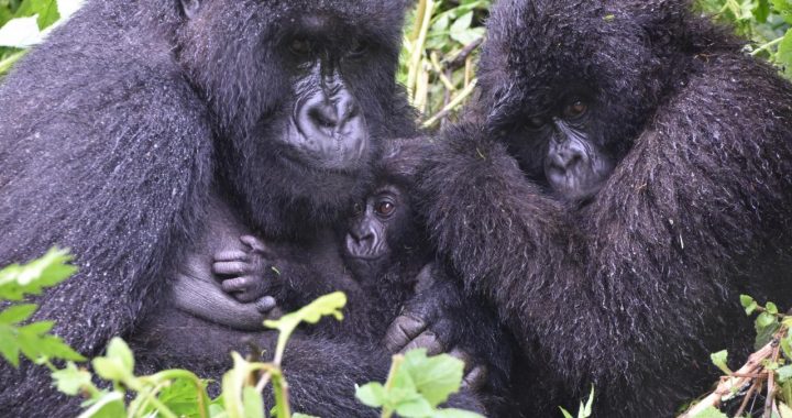 Karisimbi / Susa (B) Mountain Gorilla family