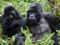 Agashya gorilla family 