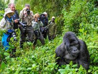 Gorilla-Trekking-Experience-What-is-It-Like (1)