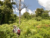 Gorilla-trekking-Rwanda (1)