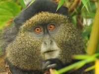 3 days Rwanda gorillas and golden monkey safari